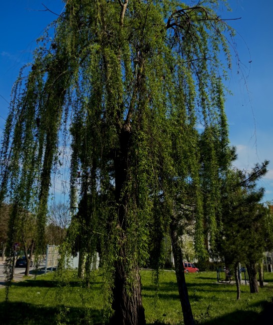 Ceyda Kahraman-Yeşil bağlarım 130426.jpg